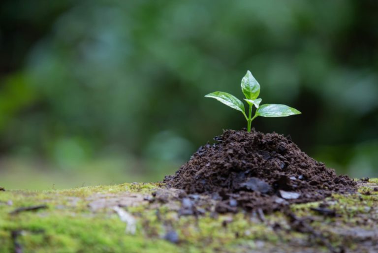 5 formas de ganhar dinheiro preservando a natureza