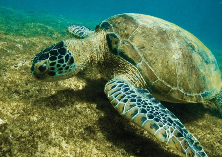 Tartaruga-verde sai da Lista de Espécies Ameaçadas de Extinção no Brasil