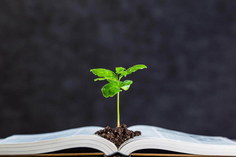 Saiba o que é e qual a importância da educação ambiental